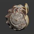 Elegant Decorative Ornament Combination With Natural Unique Shell For Home Tabletop 3d model