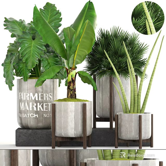 Large Leaf Palm And Succulent Potted Plants In Concrete Pots With Wooden Stands 3d model 
