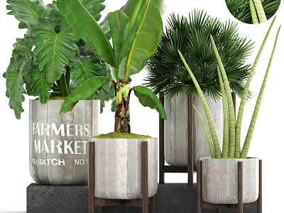 Large Leaf Palm And Succulent Potted Plants In Concrete Pots With Wooden Stands 3d model