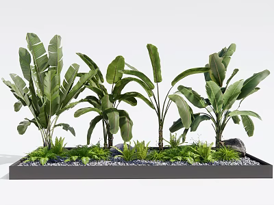 Tall Green Plants With Large Leaves In Black Planter Box Small Greenery And White Pebbles 3d model