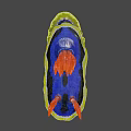 Vibrant Colorful Sea Slug With Blue Body Yellow Edge And Red Tentacles