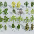 Various Types of Arbor Trees With Green Yellow Purple Foliage and Stones