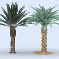 Palm Trees With Textured Trunks Lush Dark And Lighter Green Leaves Against Light Blue Background