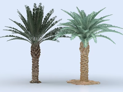 Palm Trees With Textured Trunks Lush Dark And Lighter Green Leaves Against Light Blue Background 3d model
