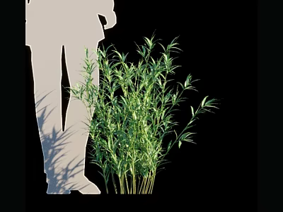 Lush Green Bamboo Clump Growing With Silhouette Figure On Black Background 3d model
