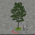 White Magnolia Tree With Green Circular Base Gray Square Pavement And Human Figure 3d model