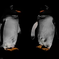 Two Cute Aquatic Penguins With Black And White Feathers Orange Beaks And Feet