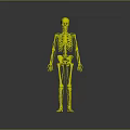 Human Skeleton Anatomical Model Showing Internal Organs Blood Vessels And Nervous Structure