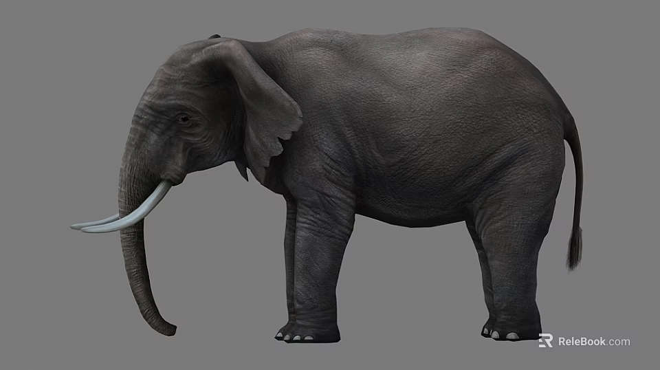 Realistic Grey Elephant With Ivory Tusks Standing In Studio Setting 3d model 