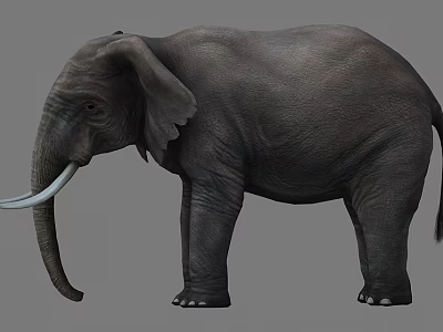 Realistic Grey Elephant With Ivory Tusks Standing In Studio Setting 3d model