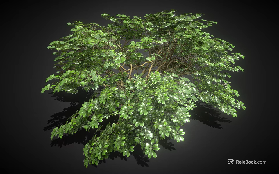 Lush Green Tree With Full Canopy And Dense Foliage On Black Background 3d model 