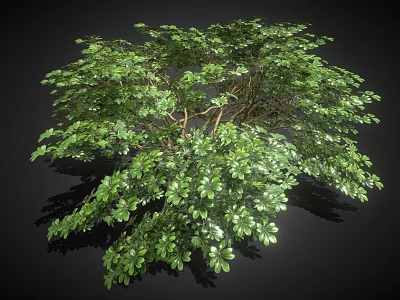 Lush Green Tree With Full Canopy And Dense Foliage On Black Background 3d model