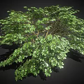 Lush Green Tree With Full Canopy And Dense Foliage On Black Background 3d model