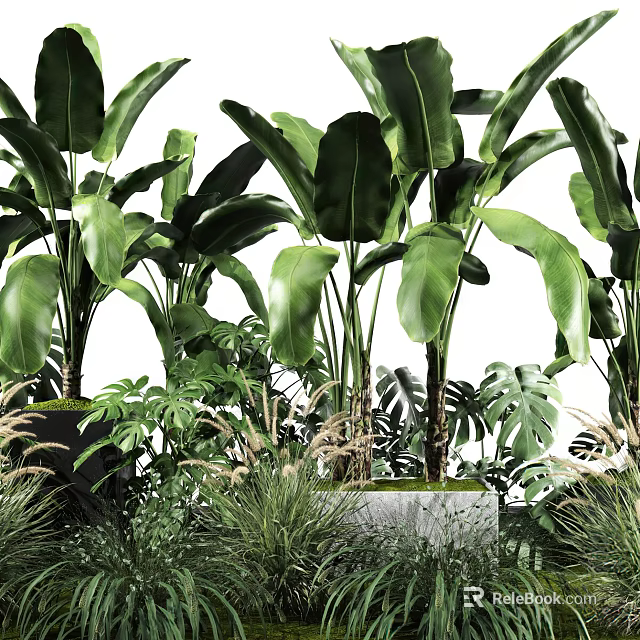 Lush Green Tropical Plants Featuring Large Leaves And Diverse Foliage 3d model 