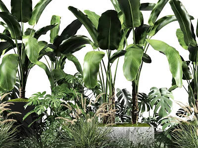 Lush Green Tropical Plants Featuring Large Leaves And Diverse Foliage 3d model