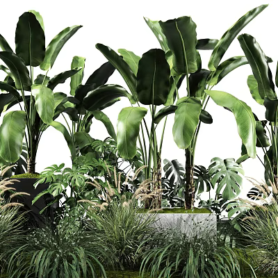 Lush Green Tropical Plants Featuring Large Leaves And Diverse Foliage 3d model