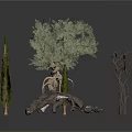 Collection of Various Plants Including Cypress Trees Olive Tree Dry Branches and Tree Roots