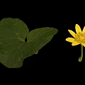 Vibrant Plant With Yellow Flower And Green Veined Leaf On Black Background