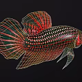 Colorful Ornamental Freshwater Aquatic Fish with Red Green Black Vibrant Fins and Spotted Scales