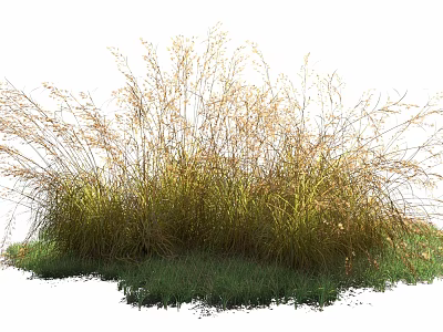 Naturally Growing Lush Grass Cluster with Green Blades and Yellow Seed Heads 3d model