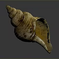 Conch Shell With Spiral Shape And Yellow White Texture On Gray Background 3d model