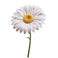 Stunning White Daisy Plant In Full Bloom With Yellow Center And Green Stem