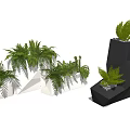 Modern Geometric Bonsai Potted Plants With White Black Planters And Ferns