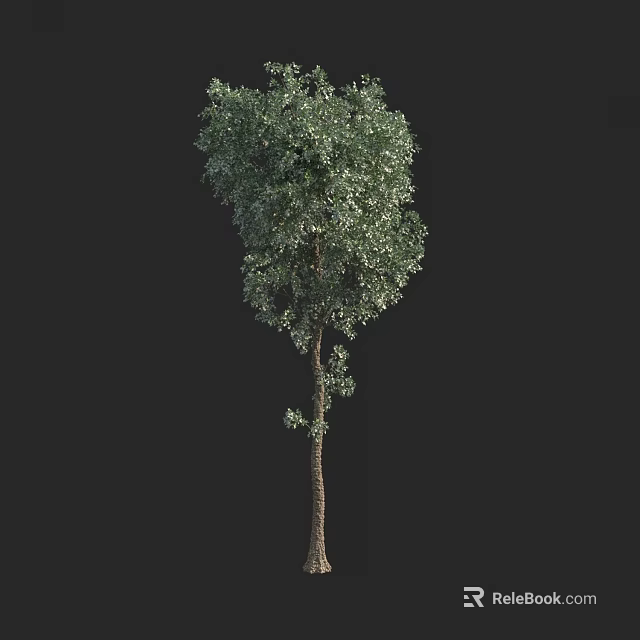 Lush Green Tree With Dense Foliage And Straight Trunk For Outdoor Landscaping 3d model 