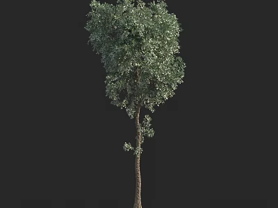 Lush Green Tree With Dense Foliage And Straight Trunk For Outdoor Landscaping 3d model