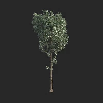 Lush Green Tree With Dense Foliage And Straight Trunk For Outdoor Landscaping 3d model