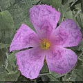 Blooming Purple Flower with Ruffled Petals Yellow Center and Green Fuzzy Leaves