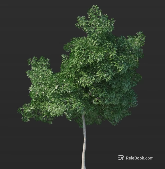 Isolated Lush Tree With Dense Green Foliage White Trunk Against Black Background 3d model 