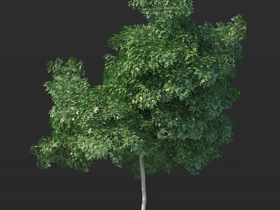 Isolated Lush Tree With Dense Green Foliage White Trunk Against Black Background 3d model