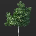 Isolated Lush Tree With Dense Green Foliage White Trunk Against Black Background