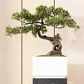 Pine Bonsai Trees On Black Marble Pedestals With White Bases And Light Wall Background