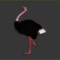 Pink Necked Ostrich With Black Feathers And White Tail Standing On Gray Background