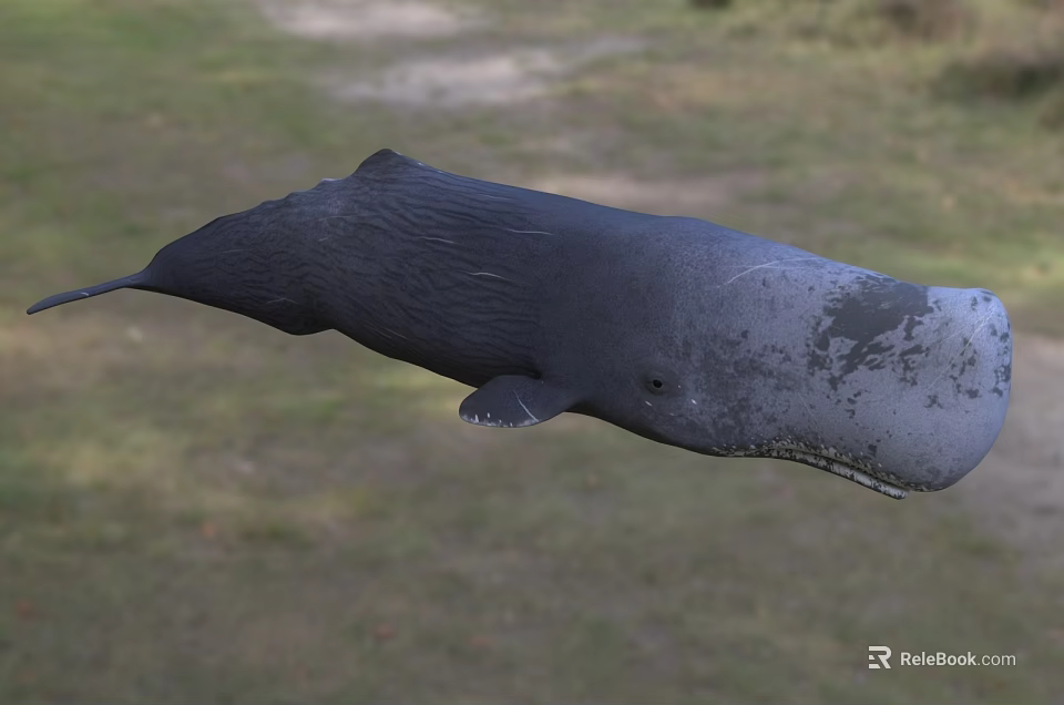 Graceful Gray Whale Aquatic Animal Swimming In Natural Ocean Habitat 3d model 