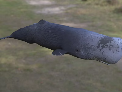 Graceful Gray Whale Aquatic Animal Swimming In Natural Ocean Habitat 3d model