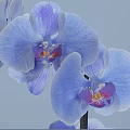 Elegant Blue Orchids in Black Vase with Delicate Fresh Blooming Petals