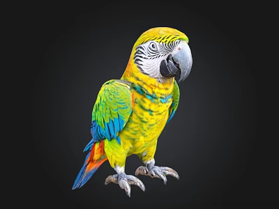 Colorful Parrot With Yellow Head Green Wings And Vibrant Feathers On Black Background 3d model