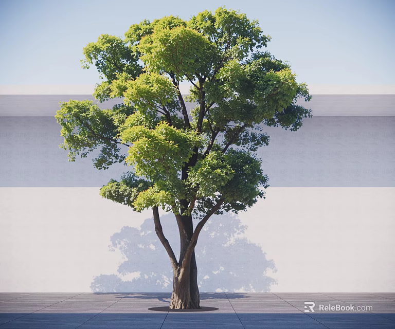 Lush Green Arbor Tree with Dense Foliage Brown Trunk Against White Wall and Gray Floor 3d model 
