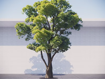 Lush Green Arbor Tree with Dense Foliage Brown Trunk Against White Wall and Gray Floor 3d model