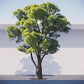 Lush Green Arbor Tree with Dense Foliage Brown Trunk Against White Wall and Gray Floor
