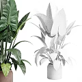 Garden Decor Featuring Lush Green Plants With Large Leaves In Ceramic Pots For Home Garden