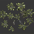 Various Green Plants With Different Sizes And Lush Leaves For Home Decor