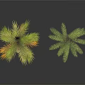 Two Palm Trees One Tall and One Short with Green Leaves Against White Background