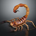 Close Up View Of Striped Scorpion With Curled Tail And Shiny Exoskeleton On Dark Background