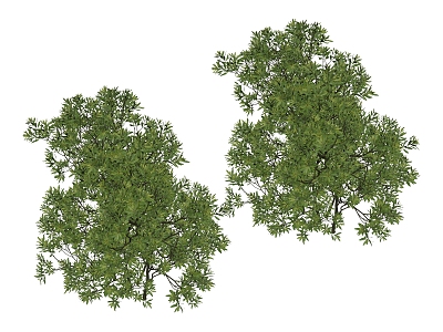 Plant Shrubs 3d model