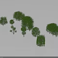 Lush Green Trees Collection With Various Sizes and Shapes Against Gray Background