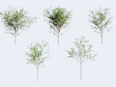 Multiple Green Leafy Trees In Various Sizes And Natural Growth Forms 3d model
